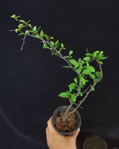 棠梨树原生老桩盆景盆栽,提根矮霸,天然扭曲,形状独特,室内可