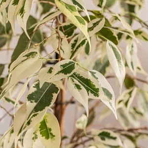 白锦星光垂榕  ins风室内植物南方庭院喜阳耐阴容易养护