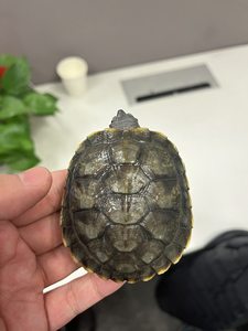 卡尺7公分,严格全品.(黑化巴西龟,宠物龟,黑珍