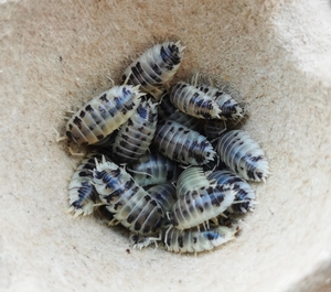 奶牛光滑鼠妇橘化光滑鼠妇,1块一个亚成成体,10组70,50