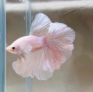 泰国一手货源,半月斗鱼 大尾巴热带鱼小型鱼观赏鱼水族 仙气飘