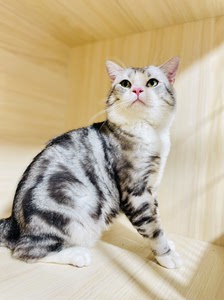 00同款货源阿撇统天下淘宝美短公猫  对外配种