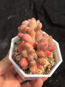 灯美人朵朵小老桩一物一拍