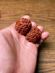 野生白蛇谷狮子头