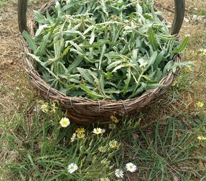 茶山东野生苦菜茶叶特级野苦菜干紫花苦菜茶正品新鲜苦芯菜茶16人付款