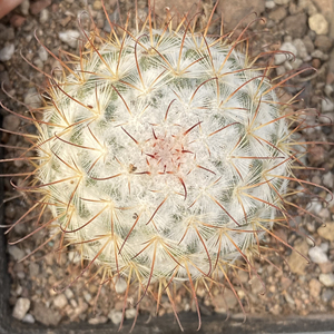 仙人球拍卖 丰明丸 实生 多肉植物拍卖注意:出价后拍下请付款