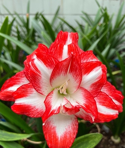 火焰孔雀朱顶红