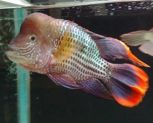 007人付款淘宝玉面皇冠红尾皇冠发财鱼,鱼场玉面红