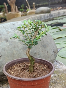 亮叶忍冬熟桩盆景包邮