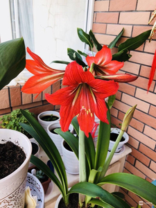 朱顶红米克斯20