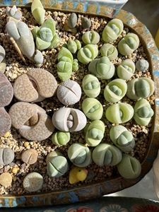 金玲玉 生石花 多肉 2元/颗 不挑