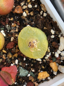 毛汉尼水蜜桃母本,五年1.8cm带种夹,露养形态很好