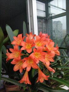 00王帅8888882淘宝青岛大叶君子兰,青岛大刀,0人付款0.00译愿转百