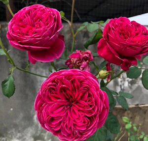 伊芙酒窖月季花中苗，是一种源自日本的切花，它的花瓣颜色属于娇
