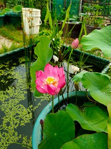 碗莲,非常丰花的品种,红妆,如玉,之夜,思莲,处子落,秣陵秋