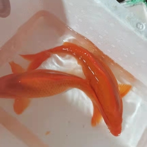 000人付款淘宝红鲤鱼,家中观赏吉祥如意,放生积德行善