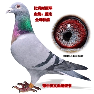 比利时原环鸽子