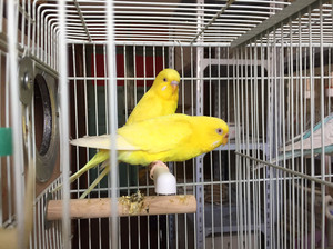 虎皮鹦鹉黄红眼