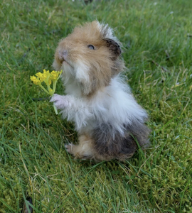 豚鼠标本/客定宠物标本/荷兰猪标本/长毛豚鼠