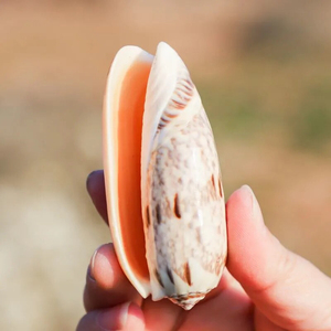 仙女螺仙女蜗螺蜗螺海螺壳贝壳摆件工艺品批发