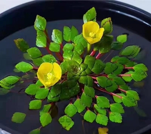 水上烟花 黄花菱 危地马拉水丁香黄花菱 黄花菱.