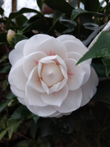 红心玉丹 白玉丹茶花盆栽,两色同体!难得的苗子!花苞各一半左