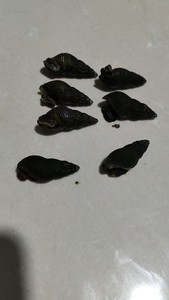 9020人付款淘宝开化青蛳野生清水山坑螺蛳衢州青丝舌尖美食鲜活田螺