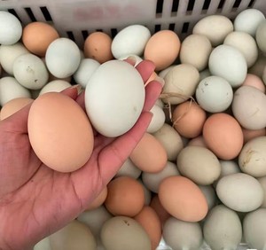 正宗农家散养土鸡蛋新鲜绿壳乌鸡蛋混合装儿童孕妇营养蛋整箱批发