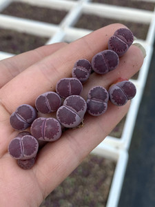 生石花 全窗紫李 大窗紫李 紫贝壳 紫饼干 两年