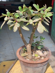 美洲玉树 紫叶玉树 独杆 包邮非偏远