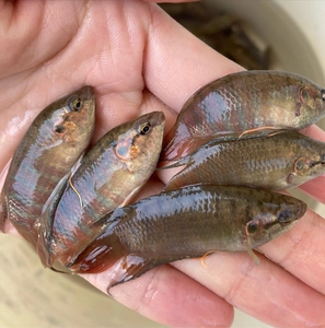 斗鱼 野生普叉 叉尾观赏鱼原生冷水鱼好耐养活鱼包邮包损