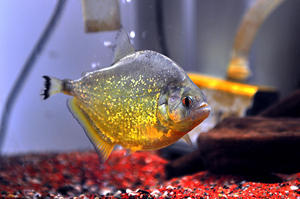 黄钻水虎s属水虎,热带鱼观赏鱼,十二三厘米,死活都吃,小尾特