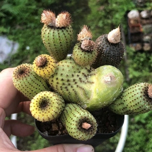 黄金士童仙人球