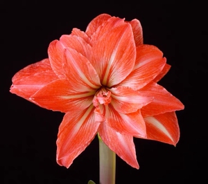 荷兰进口朱顶红种球 珍妮小姐 重瓣