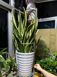家养金边令箭(虎皮兰),养了五年多了,形状特别好,簇形很好