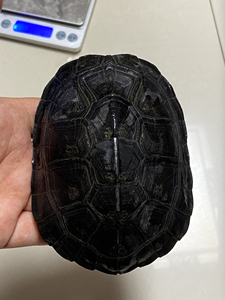 纯种黑颈龟广西