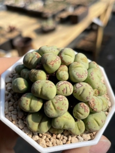 产地嘟嘟嘴小红嘴多肉肉锥非1380b