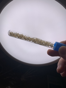 动物骨骼标本 蛇骨试管标本 模型 摆件