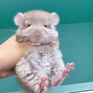 紫米龙猫