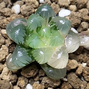 孙氏冰灯玉露锦