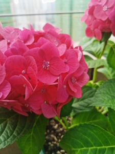 绣球五代无尽夏,原盆原土出,三墩自提,一加仑盆营养土,两个分