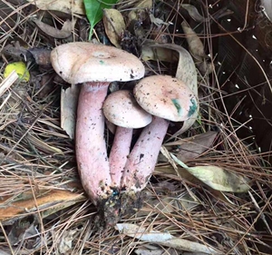 洪哥哥410592882淘宝野生食用蘑菇新鲜枞树菌黄松菌乌枞菌松针菇