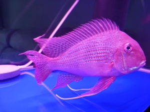 热带鱼,关刀,食土鲷,朱巴利关刀,罕见大个,将近30,拉丝完