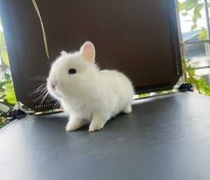 【纯白侏儒兔】纯白侏儒兔品牌,价格 - 阿里巴巴