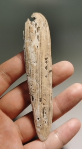 红山夏家店蚌骨刀,首部微残,包老560