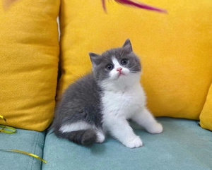 蓝白英短猫粮