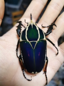 乌干达花金龟幼虫