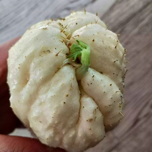 四季种植扶手瓜种苗刺瓜肉瓜白佛手瓜带芽种母瓜爬藤庭院种乘凉