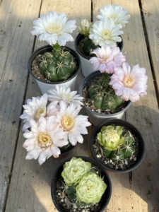 实生美花海王,花苞还没出来,仙人球籽播实生,10盆=98元