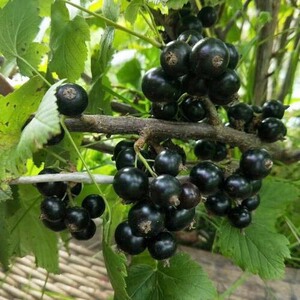 黑加仑苗 黑豆树苗黑加仑大树 当年结果 南北方种植 盆栽地栽